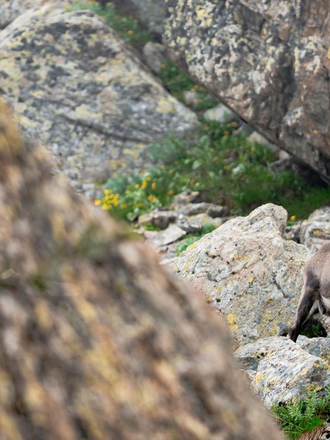 TOUR AI PIEDI DEL MONVISO